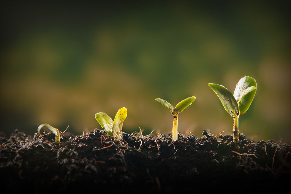 GNT Ventures launches to foster innovation in plant-based colour solutions