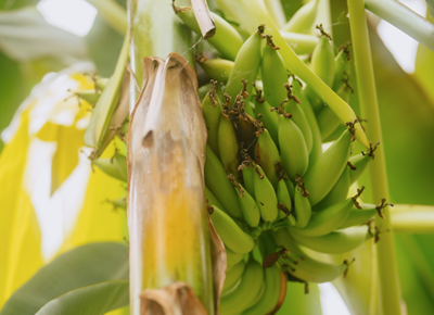 Chiquita and partners introduce disease-resistant banana variety