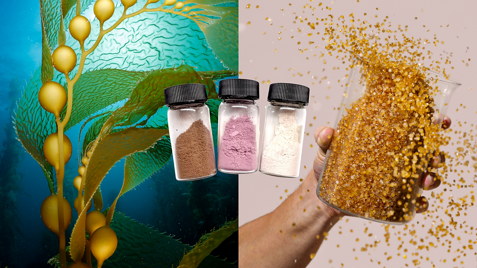 Sway and Umaro secure $1.5m Department of Energy grant to support seaweed innovation