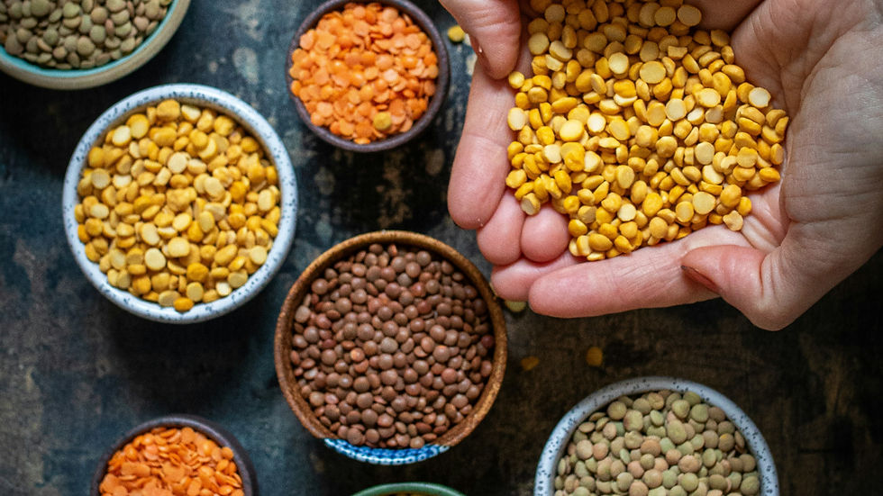 Phytokana Ingredients raises $17.7m to support new plant protein processing facility