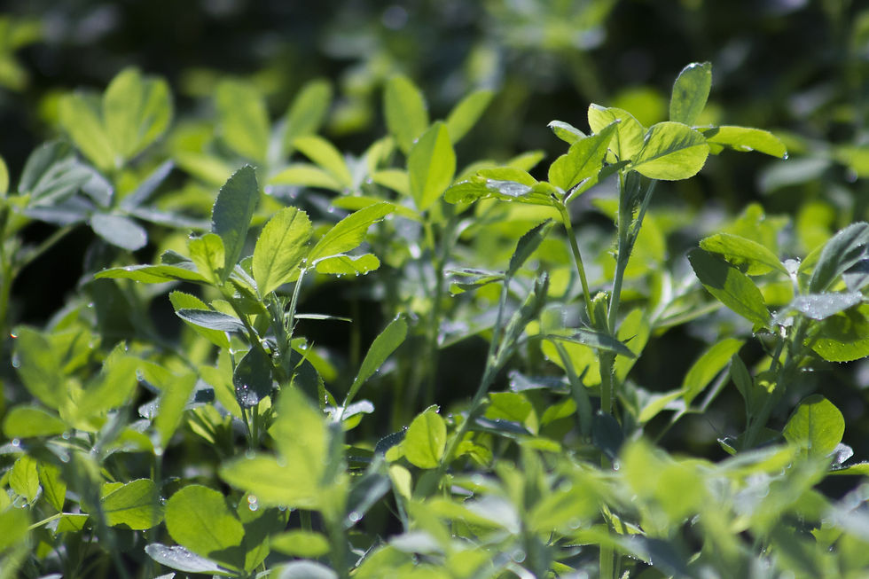 Start-up spotlight: Fudi Protein