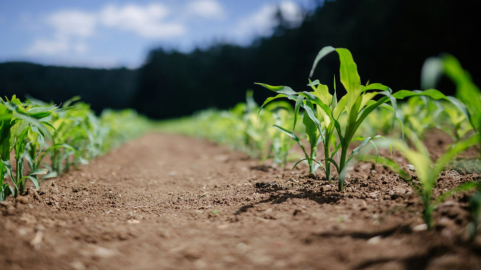 EU Commission report shows information gap around innovative food technologies