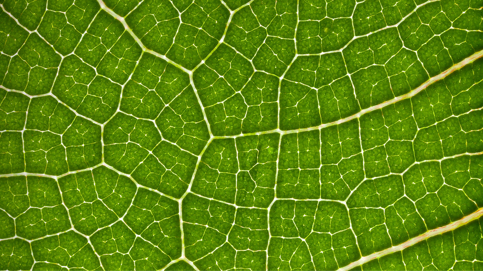 Tate & Lyle and BioHarvest partner to develop plant-based molecules for sweeteners