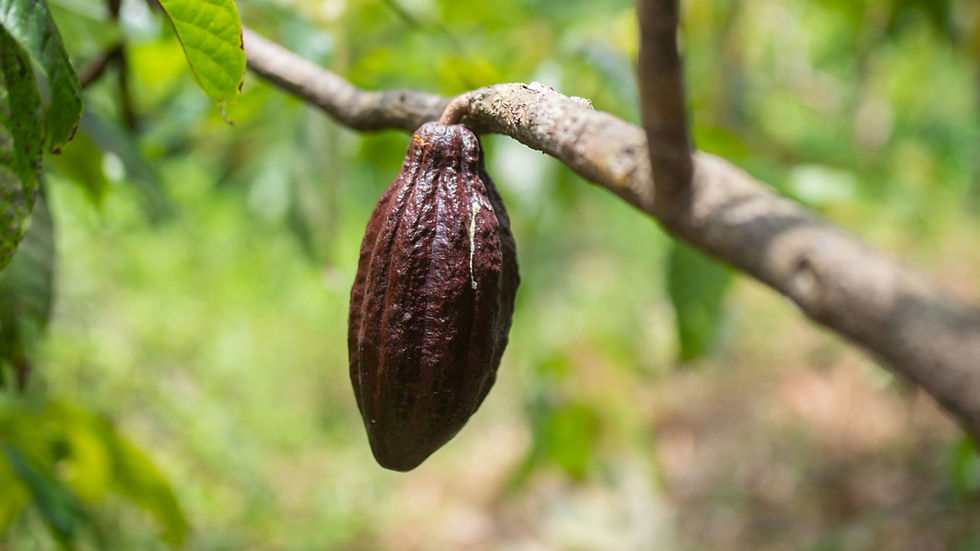 AgroNetica developing gene-edited cacao with improved disease resistance to tackle supply challenges