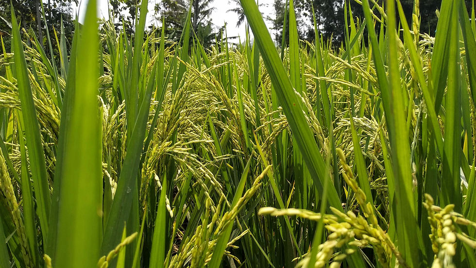 Rize raises $31m in Series B funding to scale sustainable rice farming