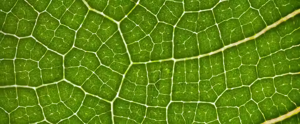 Tate & Lyle and BioHarvest make progress on plant-based sweetener collaboration