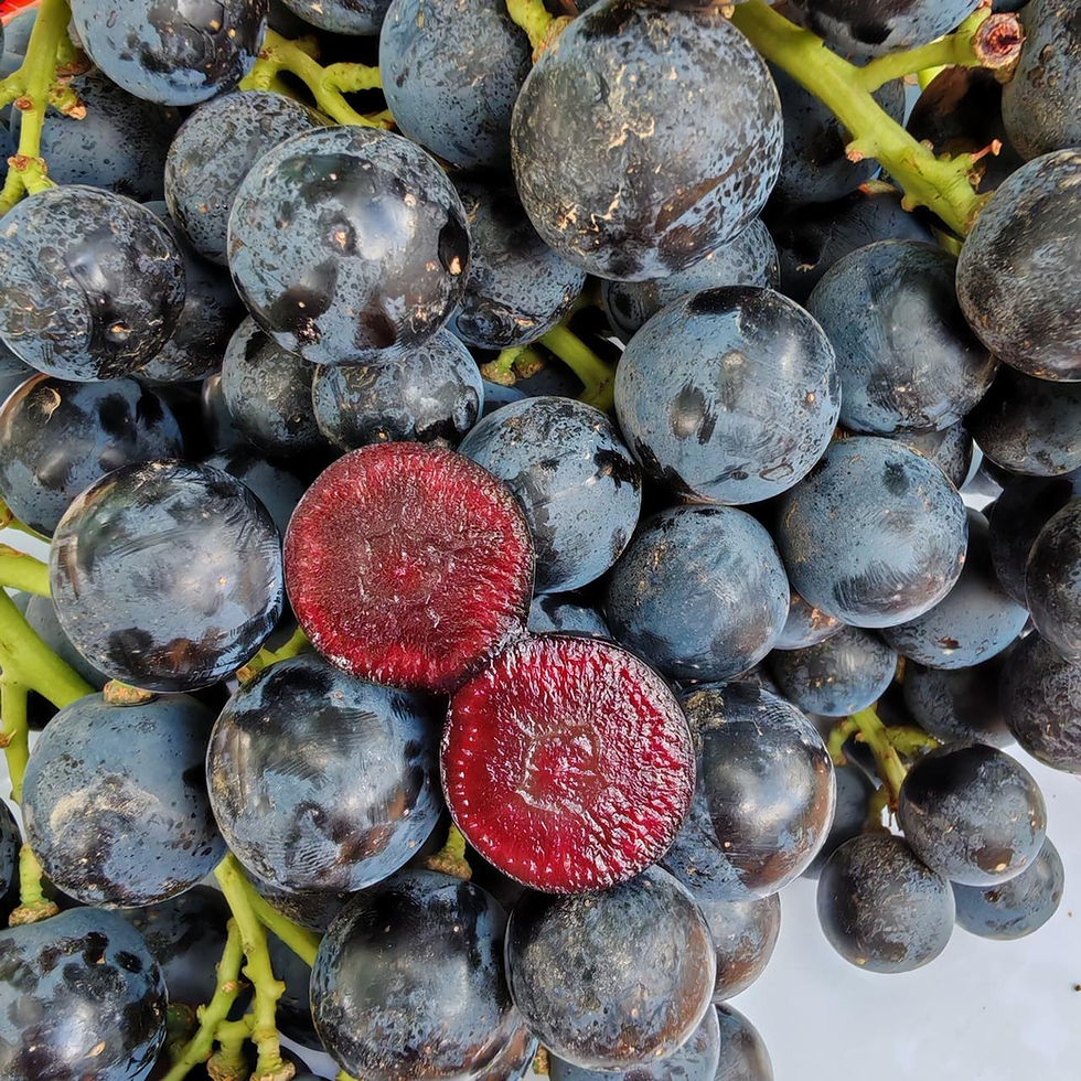 New ‘superfruit’ red berry grapes launch in UK under BoomBites brand