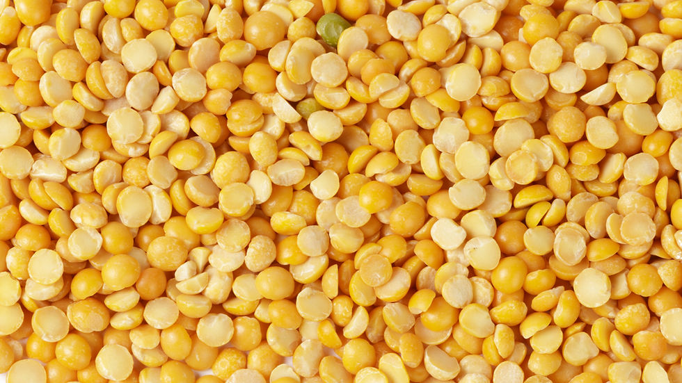 Burcon celebrates first commercial production run of pea protein at facility in Illinois, US