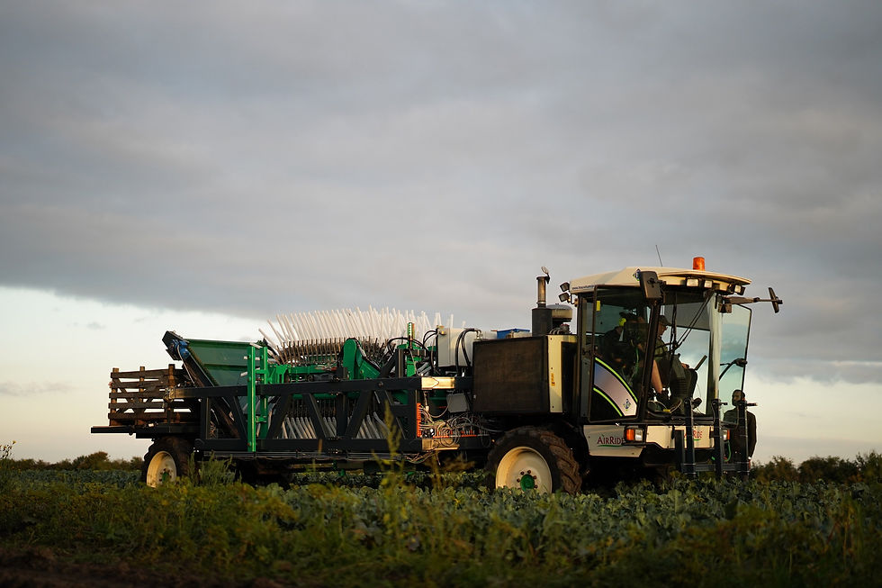 Upcycled Plant Power teams up with East of Scotland Growers in sustainable broccoli harvesting partnership