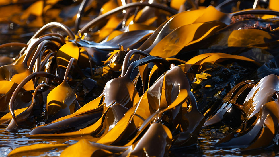 Marine Biologics debuts seaweed powder for protein stabilisation