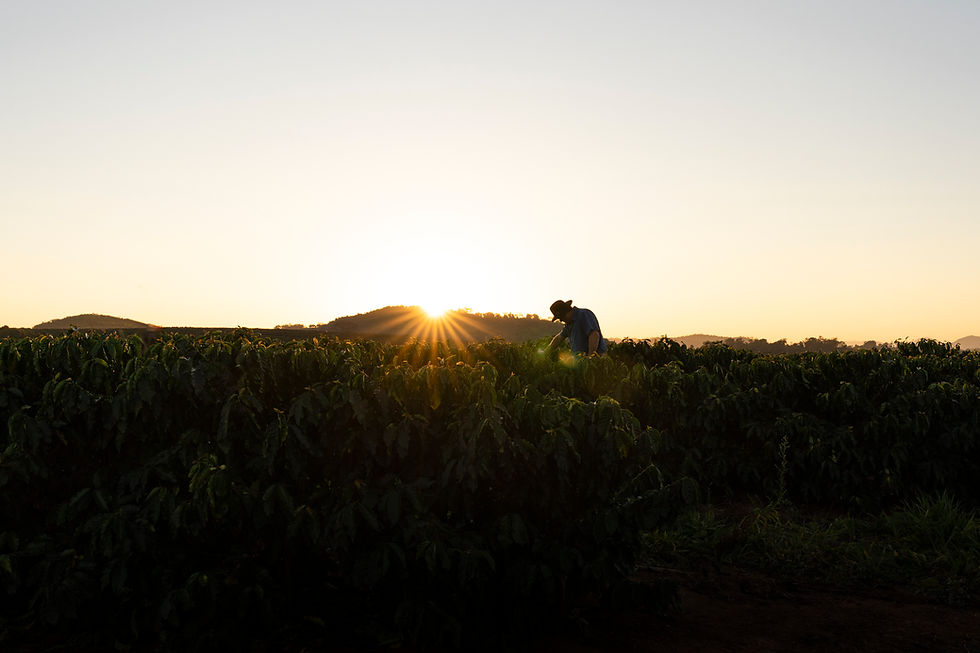 The Rainforest Alliance introduces regenerative agriculture certification for coffee
