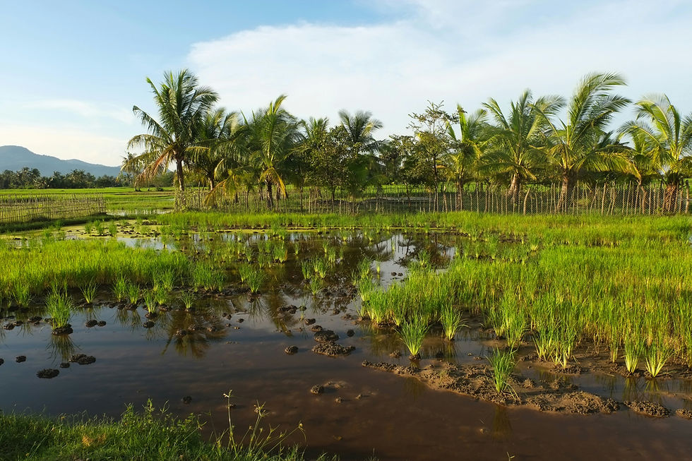 Start-up spotlight: Ibis Rice