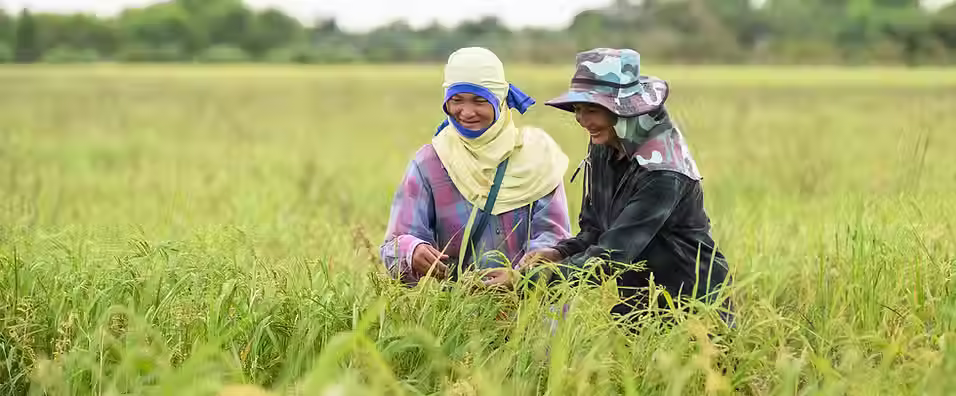 Mars invests $20m to bolster sustainable rice production amid climate challenges