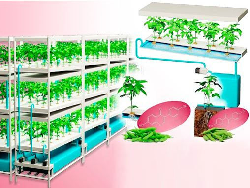 Researchers achieve world-first indoor cultivation breakthrough for edamame