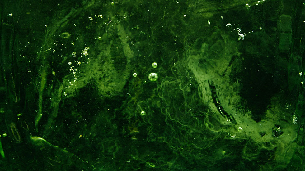 Edonia raises €15m to scale microalgae alt-protein ingredient