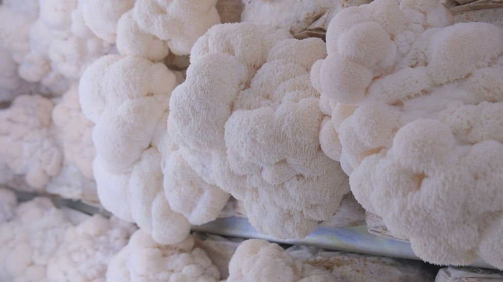 Urban Farm-Produce enters seed round to accelerate lion’s mane growth following rebrand