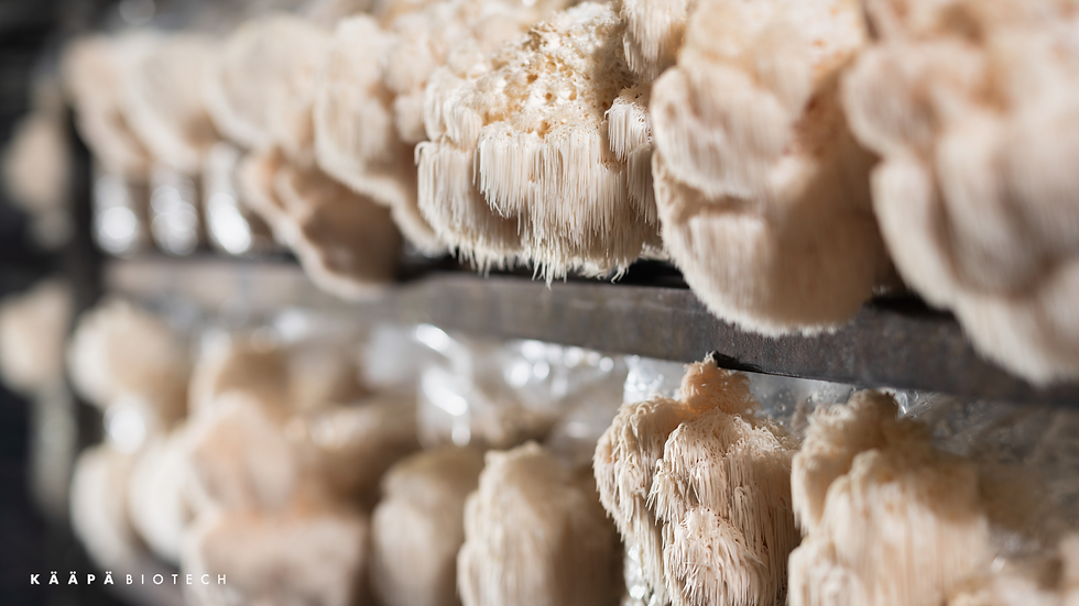 Kääpä Biotech secures €900,000 investment from PeakBridge to meet rising functional mushroom demand