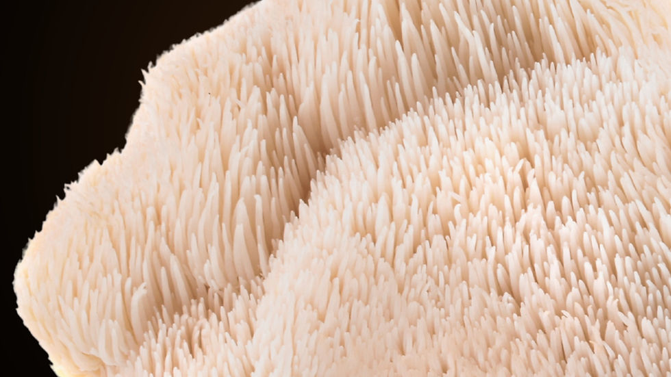 M2 Ingredients to unveil new functional mushroom R&D lab