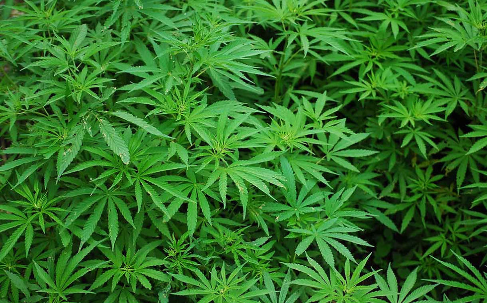 SNDL acquires The Valens Company, creates vertically integrated cannabis platform