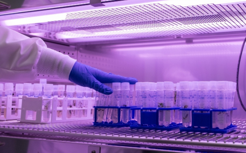 Opinion: Can synthetic biology solve the world’s food problems?