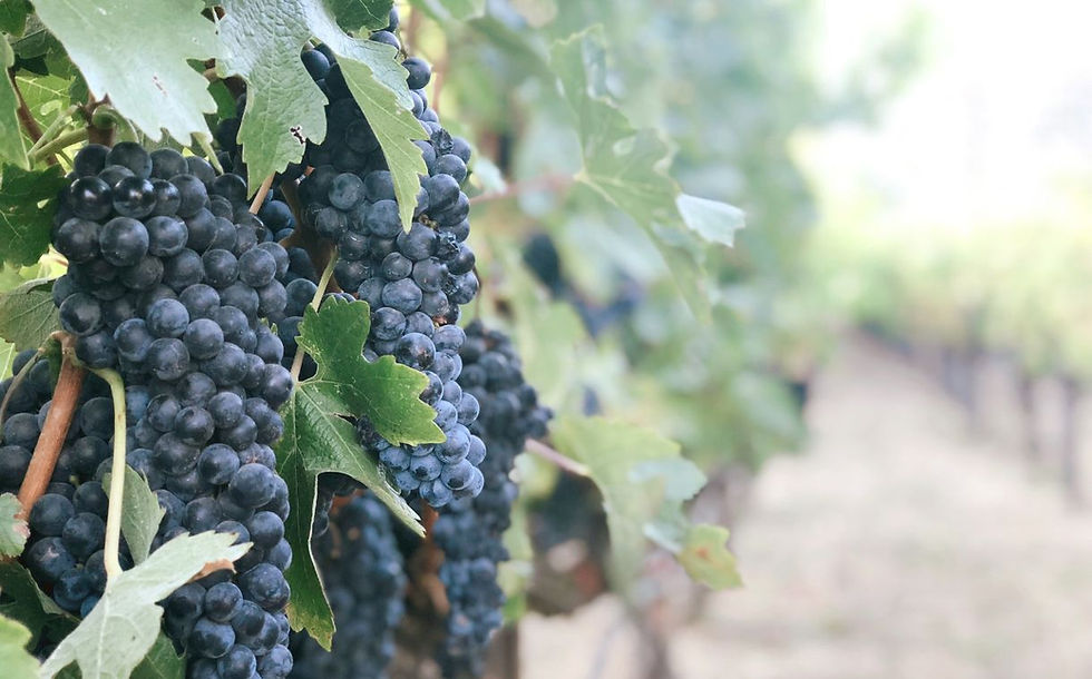 Crush Dynamics and Big Mountain Foods deliver upcycled wine ingredient for umami burger