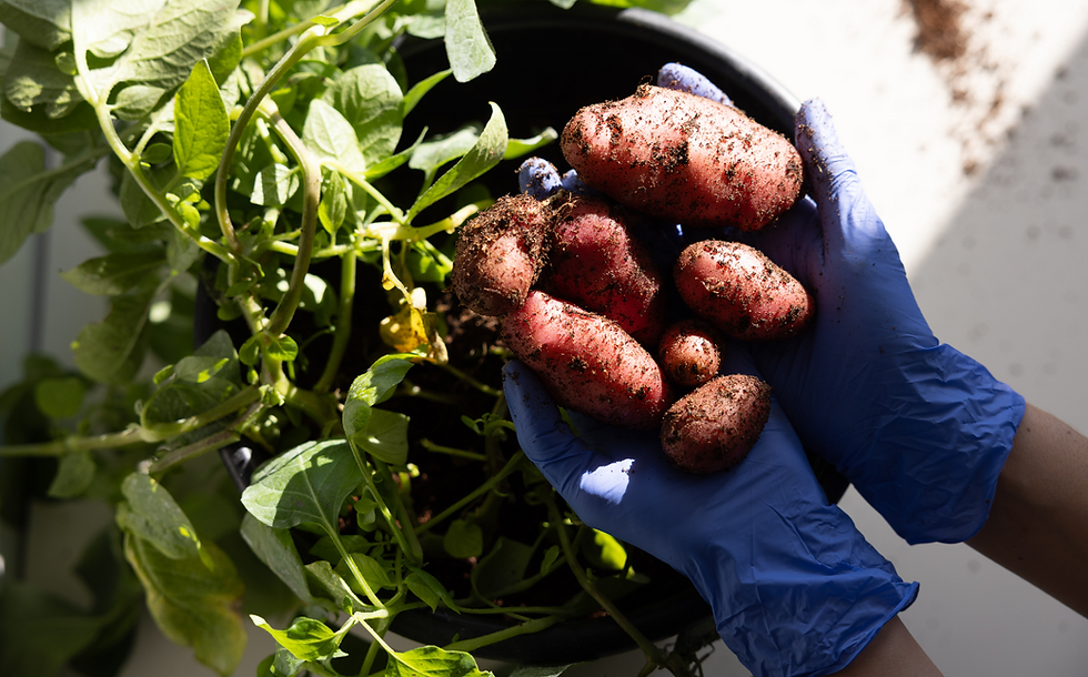 PoLoPo unveils SuperAA platform for producing proteins in plants
