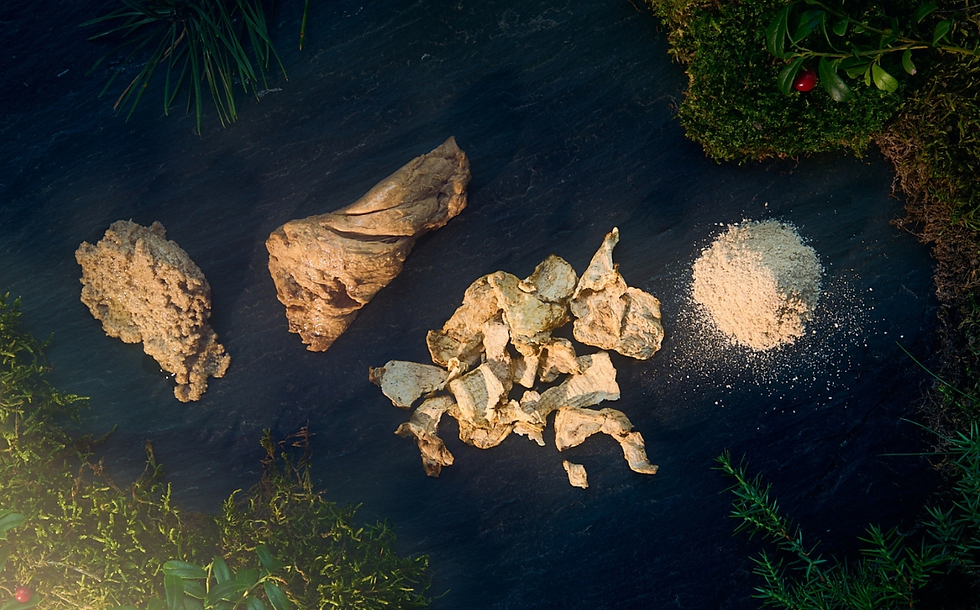Nosh.Bio to produce ‘thousands of tons’ of mycelium protein at new plant
