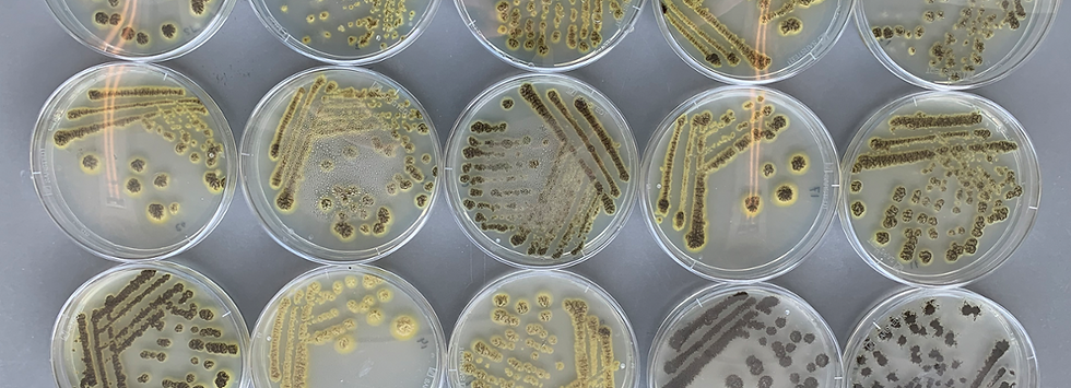 Dutch consortium secures €1.3m to develop fungi-derived milk proteins