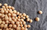 Bunge unveils plans for $550m soy protein concentrate facility