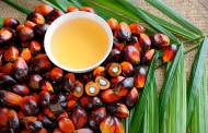 New ingredient could provide sustainable palm oil alternative