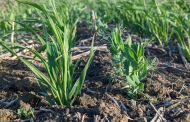Hippeas teams up with Avena Foods on intercropping project