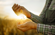 IngredientWerks produces “meaty corn”