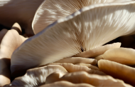 Mushroom cultivation start-up Tupu raises $3.2m