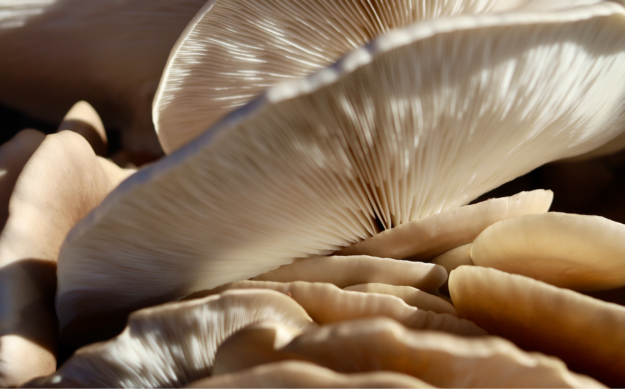 Mushroom cultivation start-up Tupu raises $3.2m