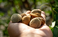 Veracruz Almonds to supply plant-based cheese market