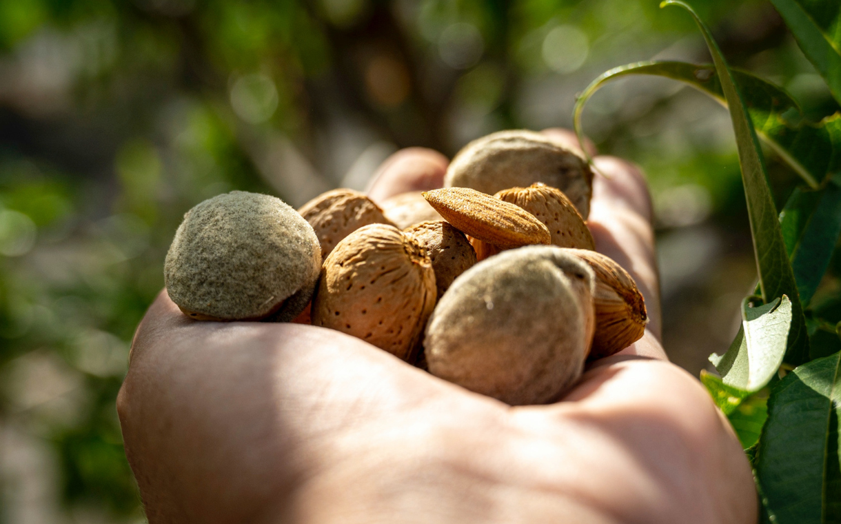 Veracruz Almonds to supply plant-based cheese market