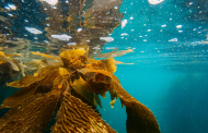 Kelp seaweed emerges as sustainable ingredient of interest in European F&B industry